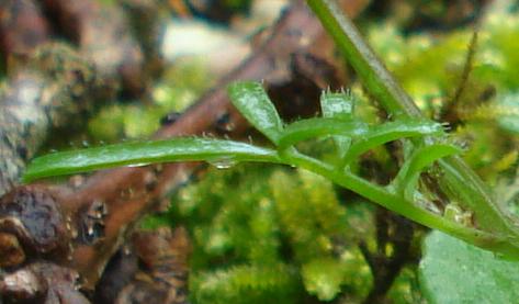 Cardamine hirsuta